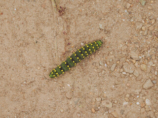 A emperor moth caterpillar on gravel