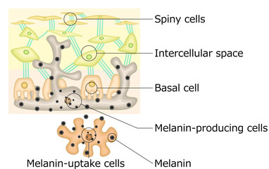 メラニン色素　イラスト　英語