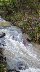river with a strong current after heavy rain on the trail in the forest