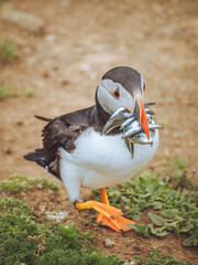 A Puffin with a beak full of Sand Eels returning to it's burrow to feed it's chicks on Skomer Island
