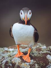 A portrait of a Puffin stood on a rock on Skomer Island, Pembrokeshire, Wales