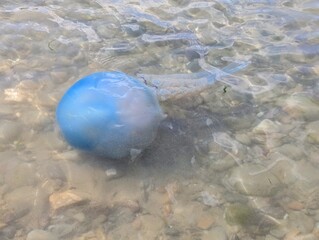 A Moon jellyfish (Aurelia aurita) in the shallows off the coast of Pembrokeshire, Wales