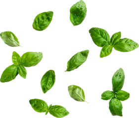 A collection of fresh basil leaves scattered on a white background, ideal for culinary uses.