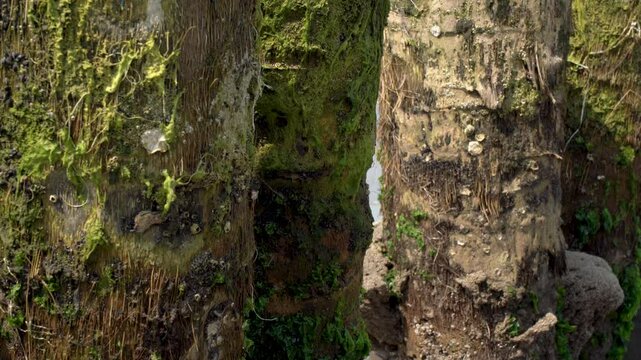 Detalle del tronco con musgo y coral 