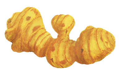 ショウガのイラスト