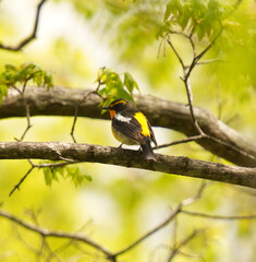Flycatcher is hunting for lunch