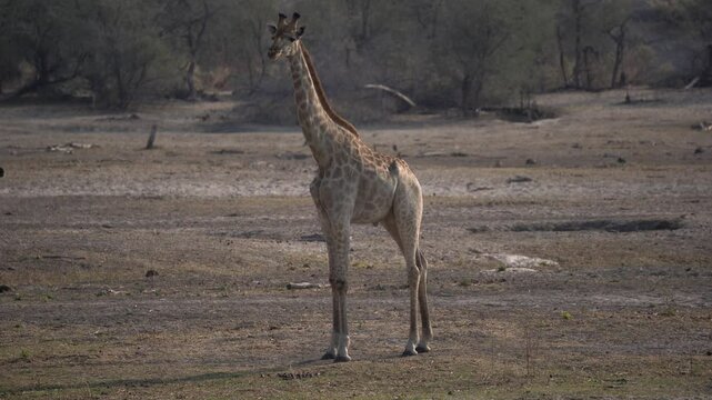 Giraffe walking in the Makgadikgadi National Park in Botswana in Africa.