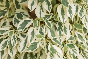 
green tree leaves background