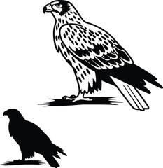 Hawk Silhouette in Details Front Side Vector Illustration  
