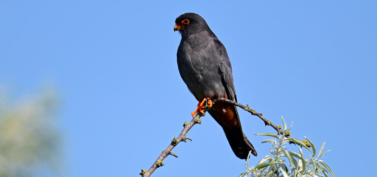 Rotfu&szlig;falke - M&auml;nnchen // Red-footed falcon - male (Falco vespertinus)