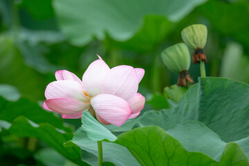 After the rain, the lotus pond is full of beautiful lotus flowers with different expressions.