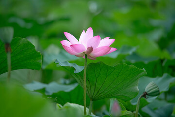 Obraz premium After the rain, the lotus pond is full of beautiful lotus flowers with different expressions.