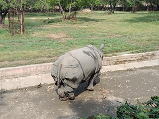 Picture of rhinoceros with selective focus