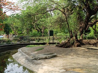 Crocodiles image with selective focus