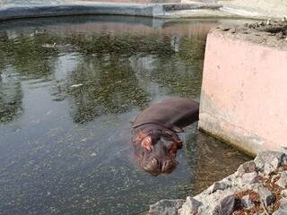 Hippopotamus in water with selective focus