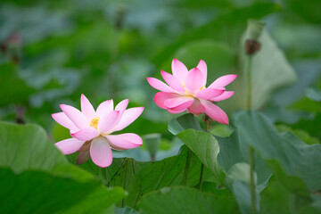 Fototapeta premium After the rain, the lotus pond is full of beautiful lotus flowers with different expressions.