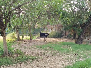 Ostriches in forest with selective focus