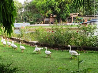 Picture of american Pekins in garden