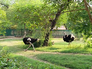 Ostriches in forest with selective focus