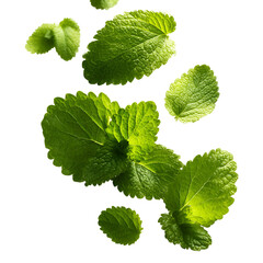 Lemon balm leaves falling on black background
