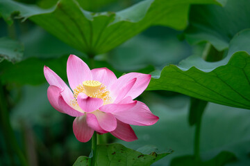 After the rain, the lotus pond is full of beautiful lotus flowers with different expressions.