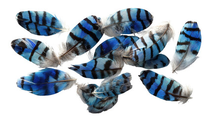 Vibrant Blue Jay Feathers Scattered on Transparent Backdrop Ornithology and Wildlife
