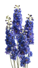 Vibrant Blue Delphinium Stems with Floral Blooms on Isolated Transparent Background