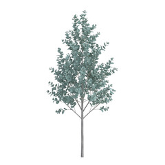 Obraz premium green tree isolated on white