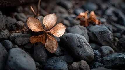 Fototapete Dried flower on river rocks nature photography still life autumn season scene © Munawar OP