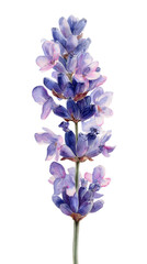 Watercolor Illustration of a Lavender Sprig with Purple Flowers