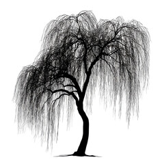 Weeping Tree Silhouette Against Transparent Backdrop With Bare Branches And Weeping Form