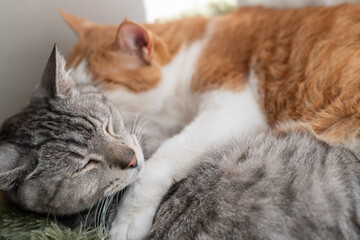 窓辺で眠る二匹の猫	