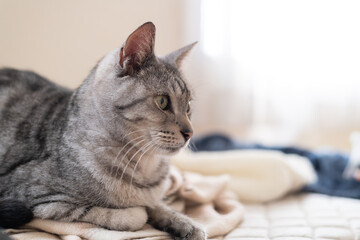 見つめる可愛い猫　サバトラ猫	