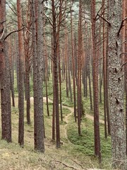 path in a pine forest