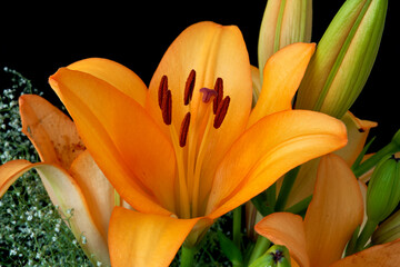 orange lily flower close up