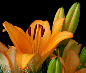 orange lily flower close up