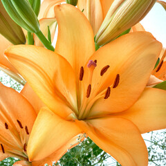 orange lily flower close up