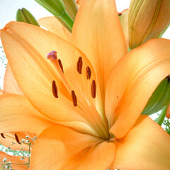 orange lily flower close up