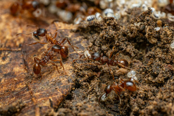 Red forest ant - Myrmica ruginodis, small forest ant native to forests and woodlands of Northern Europe and Asia.