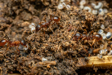 Red forest ant - Myrmica ruginodis, small forest ant native to forests and woodlands of Northern Europe and Asia.