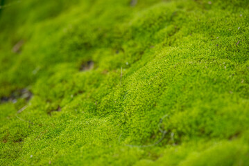 close up of green moss in nature background.
Green moss background. Close up of green moss texture. Green moss background.