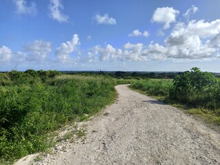 dirt road in the countryside in sugarcane fields in the island of Marie Galante, french west indies