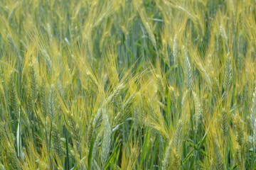 Blurred background with ripening green and yellow wheat ears