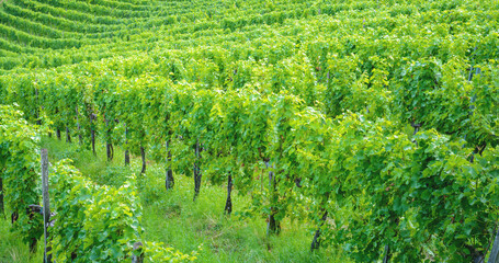 View of vineyard rows in early summer
