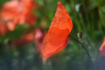Water drops on red poppy petals on blurred background