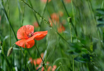 Green blurred background with red poppy flower