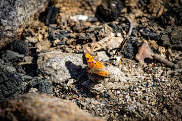Orange butterfly on a rock.