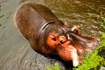 Hippopotamus in the water. African Hippopotamus, Hippopotamus amphibius capensis, animal in water.