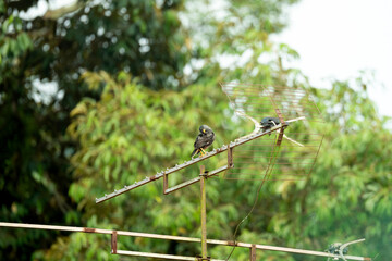 A common myna bird cleaning feather and perched on a rusty television antenna on a rooftop,...