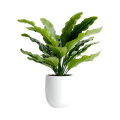 Lush Green Plant in White Pot Perfect for Home Decor  Interior Design against transparent background